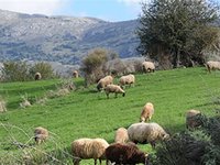   Παράταση μέχρι τέλος του έτους για μισθώματα βοσκήσιμων γαιών