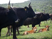 Από 24 Απριλίου αιτήσεις ένταξης για Σπάνιες Φυλές