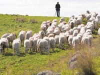 Από Τετάρτη οι ενστάσεις των κομμένων της εξισωτικής αποζημίωσης