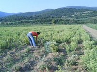 Υπογράφηκε η εγκύκλιος για την απασχόληση παράτυπων μεταναστών