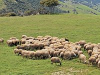 ΔΙΑΔΙΚΑΣΙΑ ΕΛΕΓΧΟΥ ΧΩΡΟΤΑΞΙΚΗΣ ΟΡΘΟΤΗΤΑΣ ΚΑΤΑΝΟΜΗΣ ΒΟΣΚΟΤΟΠΩΝ